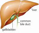 The Gallbladder